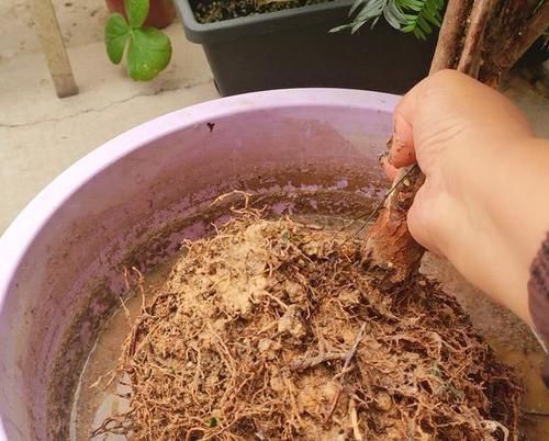  『浅根系』一夜蹿红的“网红植物”红豆杉，买了就扔？做好一步，能活几百年