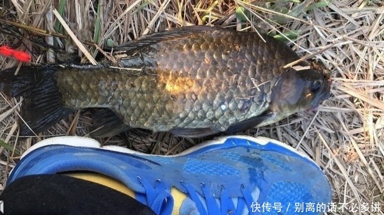 「时间」小河野钓鲫鱼,春季钓鲫鱼的技术心得,钓获11斤野生大板鲫鱼