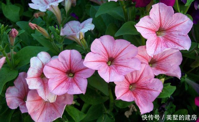  『家里』盛夏在家里养花，就选花期长花色艳，开花漂亮能爆盆的几种花