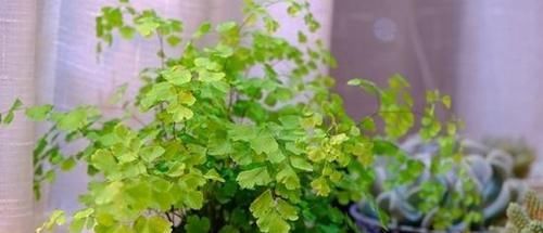  花草■6种“耐阴”的花草，室内光照差，也能旺盛生长，好养又省心！
