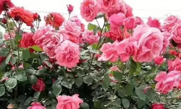  「盆栽」月季花长得慢、开花少？多注意4方面，新手盆栽伤亡少得多