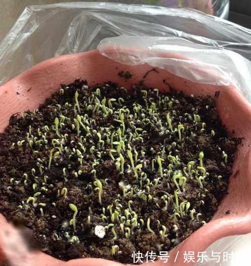  『花钱买』还在花钱买盆栽用半个火龙果，就可以种出这么漂亮的盆栽绿植！