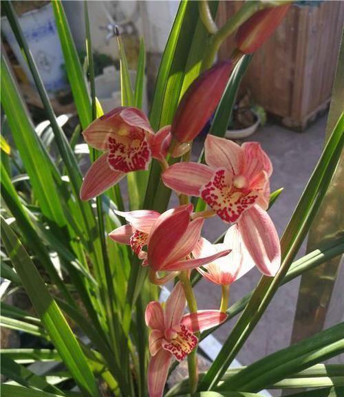 花形■此兰被誉为四大天王之首,花形很大,花色鲜红,香气浓郁,好养活