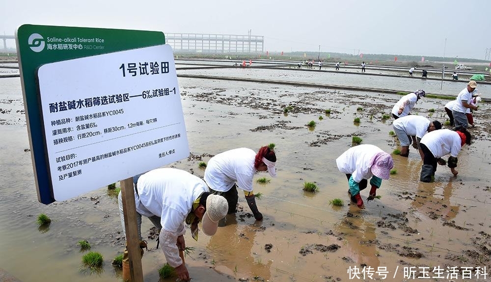  董事长|出任董事长、还有两个目标！袁隆平：我没有想过退休！