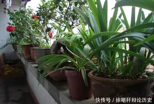  『现黄叶烂根』养花浇水，这几个错误别犯，不然养啥花都黄叶烂根，学会一生受用