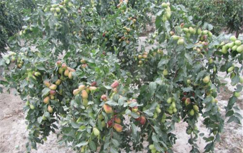  果子@刚成熟就被订购，果农却迟迟不敢发货，这果子怎么了？