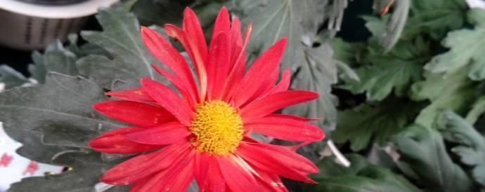 「红霞」喜欢菊花的话,养花罗的优秀名字菊花就行了桃子像吐红霞一样,红光要掉下来了欣赏