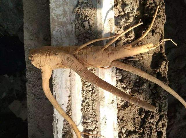 农村常见“恶草”，农民误认为有毒，根部像人参，叶子是上好野菜