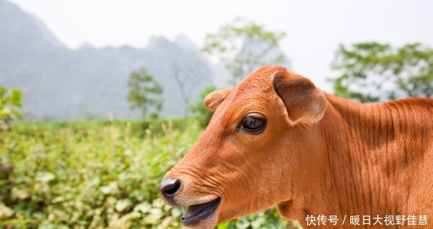  「资金」回农村养10头牛，大概要准备多少资金，能赚多少钱