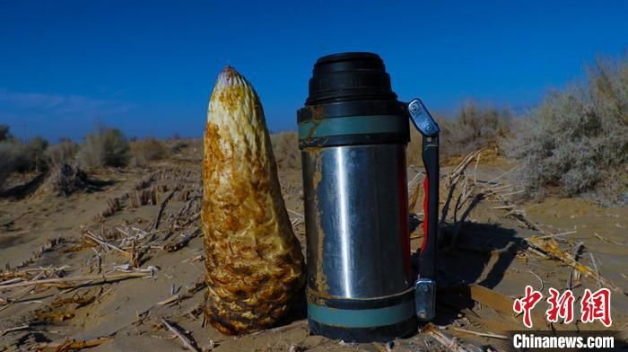  「肉苁蓉」新疆且末县逾两万亩“沙海人参”肉苁蓉采收