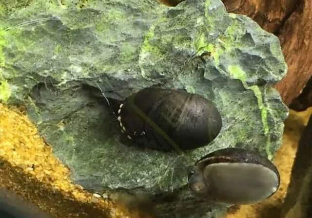  『青苔鼠』鱼缸里除藻强力的工具螺，都这么多坏毛病吗