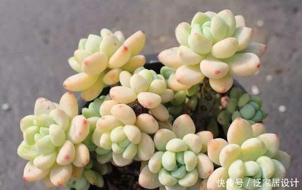 凝脂莲:多肉劳尔,美貌是骨,芳香是魂,年年养年年挂?是这些没做好