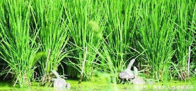 春季，农民在稻田里偷偷养它，现在亩收一万好几
