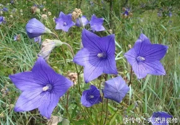  『家里』家里阳台小就养3种花，吊着养更漂亮，不占地方花量大，美极了