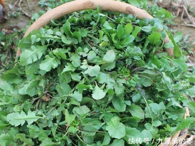  带回：野外挖荠菜，带回几条根，种在花盆长的快，随手摘了包饺子