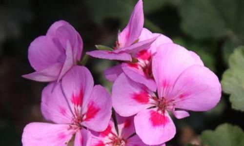  「晚霞」喜欢菊花，就养盆“珍贵名菊”夕阳牧归，似金黄晚霞，鲜艳美丽