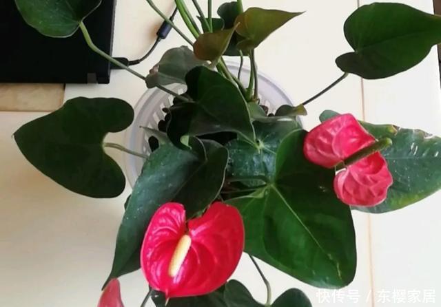 #试试#养不好的花,试试无土水培,几天长出大白根,还能开花呢!