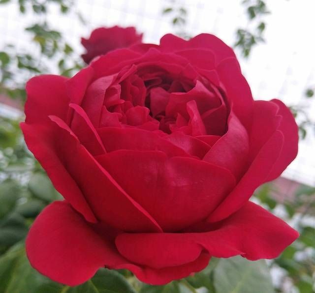 『红龙』红龙月季花苞总是有黑斑就是不绽放是怎么回事3个原因不能忽视