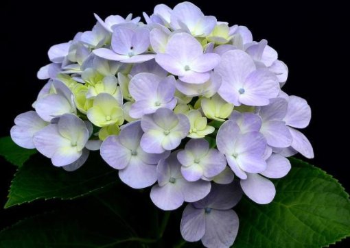  #柔美#此几款花朵花期长，花色柔美，争芳斗艳，一次开爆成花海，美爆了