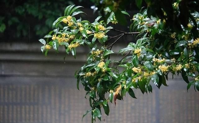  『当年』桂花是由当年生新梢侧芽形成花芽而开花的，桂花树这样修剪，桂香飘满院