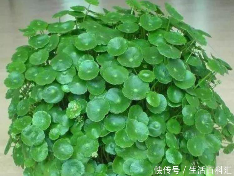 「铜钱草」“4种花”放水里,就能蹭蹭长,不用担心黄叶烂根,漂亮长得旺!