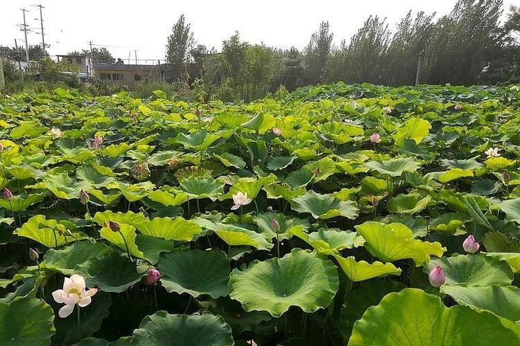  泥鳅■当泥鳅在莲藕地里养殖时，农民已经掌握了养殖技术，每年