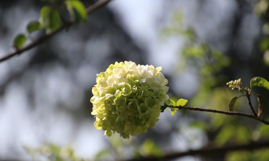  『绣球花』百花争春，绣球花也不堪寂寞