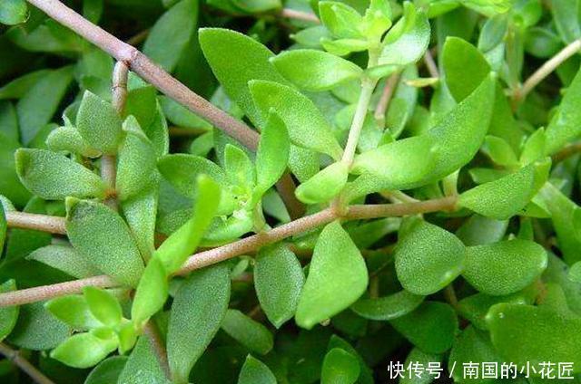  #皮实#这2种野花皮实耐修剪，一根枝条长出一盆，开花俊俏可爱