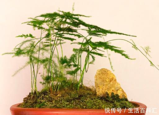 『把握』养文竹全靠这4个小妙招,把握不好,容易把它养成“文竹标本”