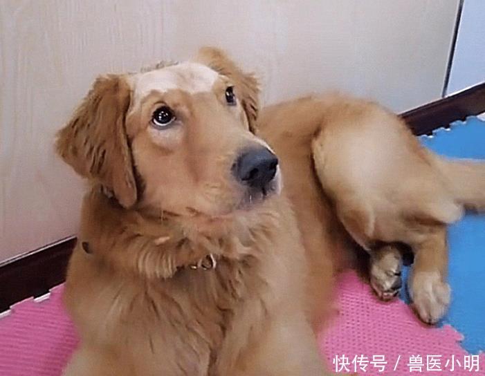「金毛」主人留孩子和金毛单独在家,回来发现狗毁容了真是难为你了