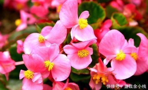  「红花酢浆草」什么花一年四季都开花？在家种上4种花卉，一年四季有花赏