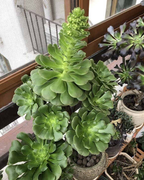  #开花的植物#养花有门道， 5个“雷区”要避开，有人经常犯，小心把花都养死