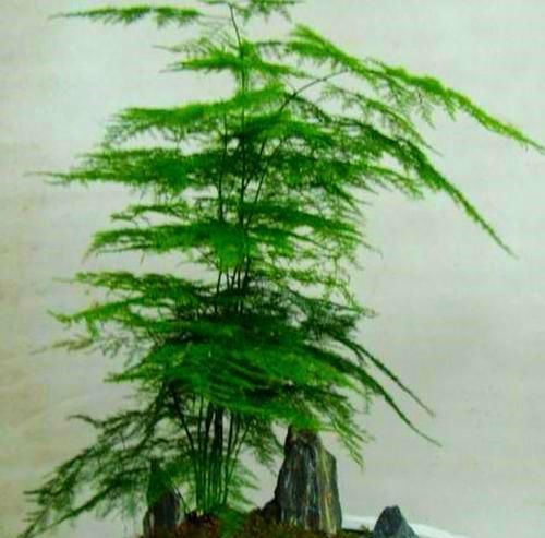【血通淋】此花,具有润肺止咳,凉血通淋之功效。