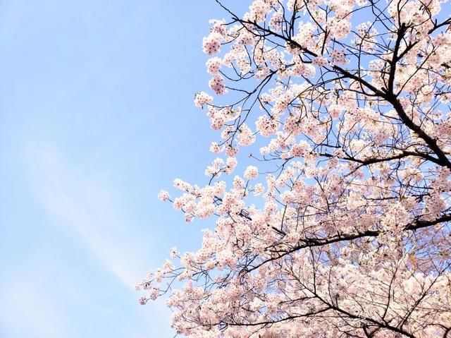 这7个火车高铁直达的赏樱圣地，将撑起整个中国的颜值！