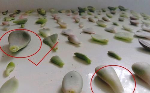  #长成大胖肉#叶插多肉，狂生根不出芽？注意3点，新芽呼呼冒，长成胖多肉！