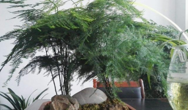  『躲雨』千奇百怪的花卉中，有这么2种植物，不喜欢下雨天，需在室内躲雨