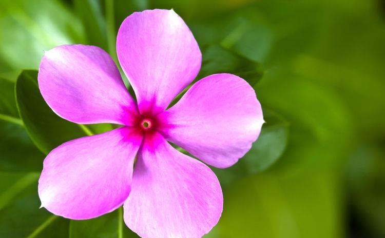  『喜欢』喜欢在家中养护花卉，就选择花期长，花色艳丽，开花成花海的花卉
