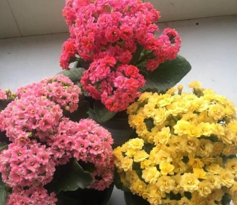 想养@想养好花，别怕“费事”，分享几点“养花心得”，养啥花都没问题