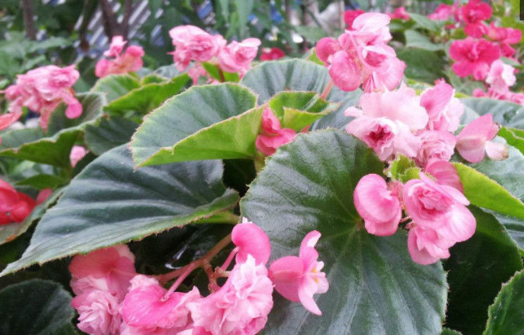  【非洲紫罗兰】这“3种花”养家里，花期超长爱开花，阳台变花海，太美了