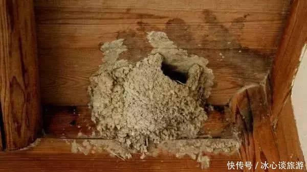 燕子不落苦寒之家，不进愁家门，他们是怎么判断的呢？