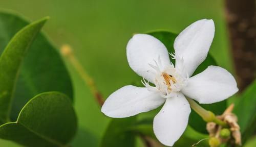  肥料：栀子花的花苞没开就掉了？注意做好6点，花开一茬接一茬