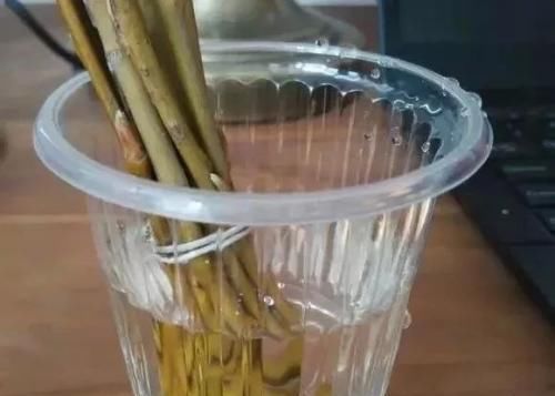  「扦插」扦插生根最快方法，6种生根剂自己做，简单有效不花1分钱