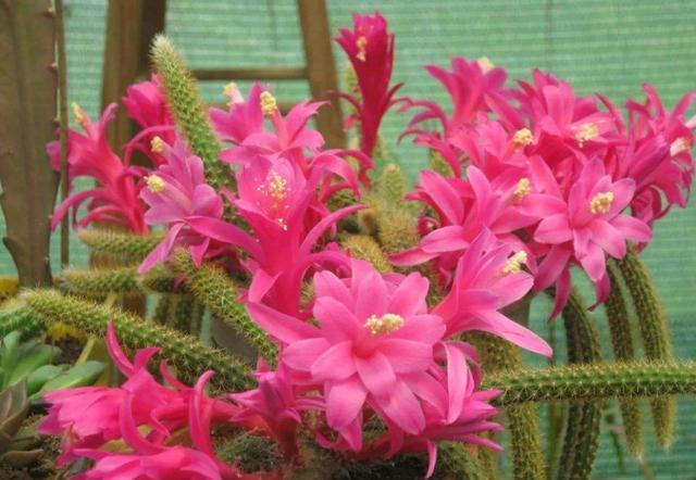  『鼠尾掌』3种花非常适合家养，开花爆盆很简单，花色艳丽抓人眼球，美极了