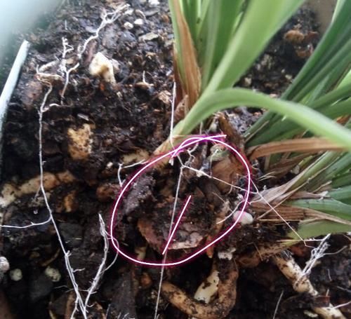  『表面』兰花盆土的表面长出了很多白色丝状物有害吗？兰花大神分享经验