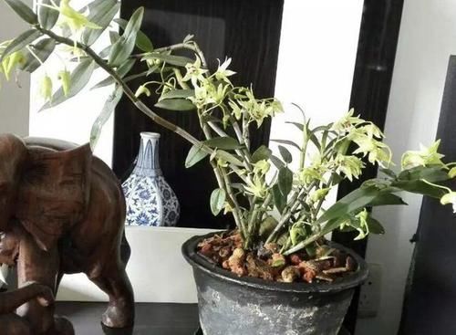 #杂草#1种植物像“杂草”，常年长在石头缝里，看到别踩，因为珍贵