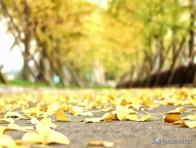 邂逅冬日绝美银杏，成都地铁“全城银杏打卡攻略”来啦！