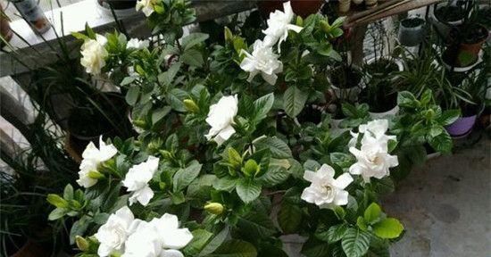  『家里』家里养栀子花，一节枝子就能养爆盆，冬天不黄叶，照样绿油油