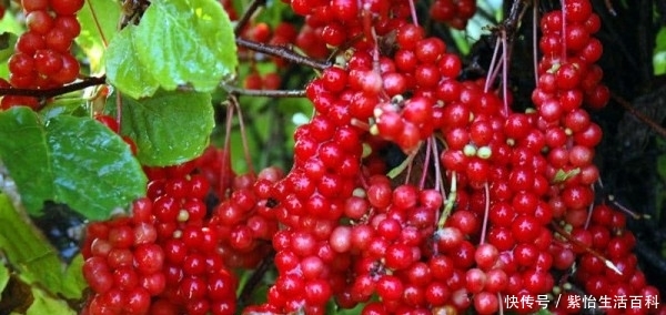  种植|它像红葡萄，因集五味而出名，一斤70元，可摘20年，种植的