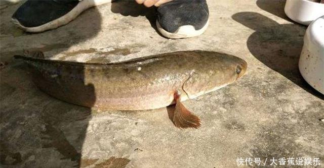  [鉴定]水库中钓了条鱼，看起来很像“过山鲫”，有钓鱼人认识吗，求鉴定