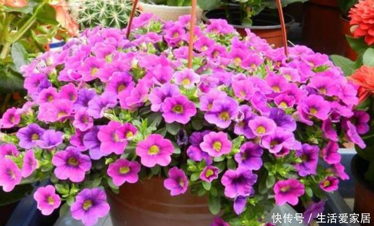  『大岩桐』4种花好养花期长，沾土就活，给点阳光就灿烂，一开就是300多天！